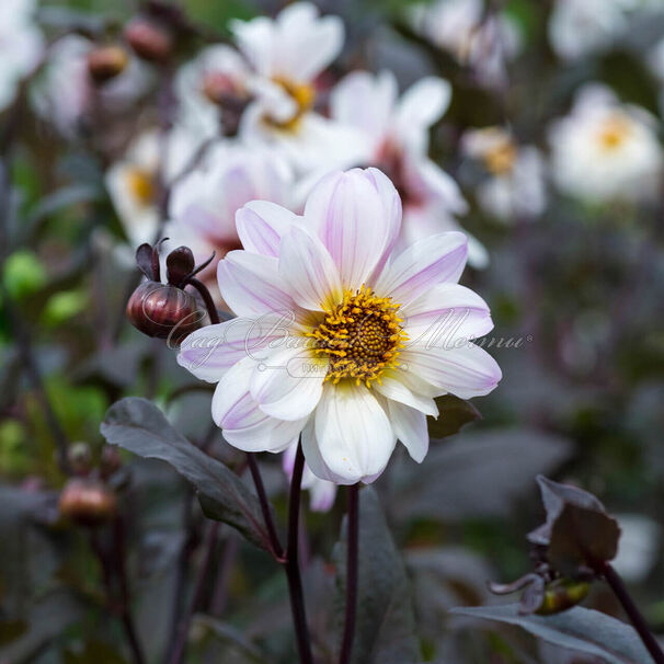 Георгин Бишоп оф Довер (Dahlia Bishop of Dover) — фото 4