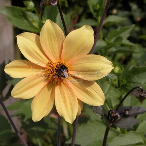 Георгин Бишоп оф Йорк (Dahlia Bishop Of York) — фото 2