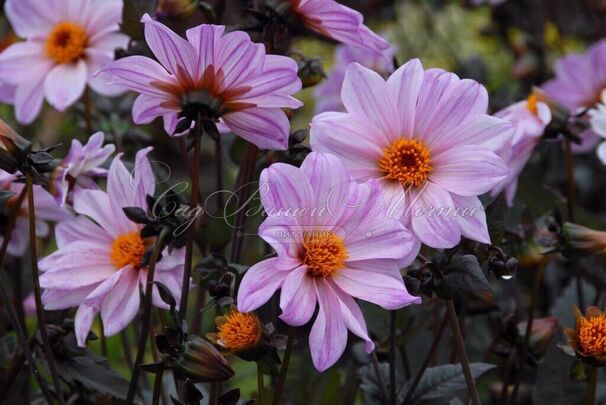 Георгин Бишоп оф Лейчестер (Dahlia Bishop Of Leicester) — фото 4