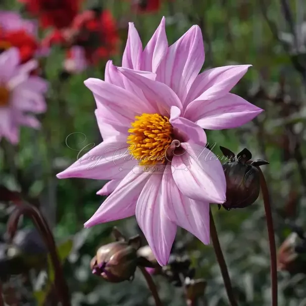 Георгин Бишоп оф Лейчестер (Dahlia Bishop Of Leicester) — фото 5