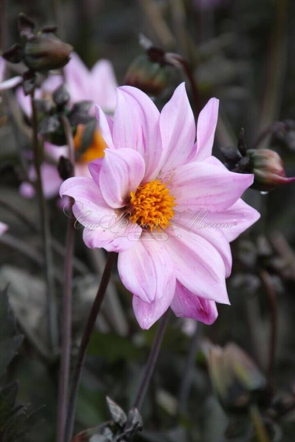 Георгин Бишоп оф Лейчестер (Dahlia Bishop Of Leicester) — фото 6