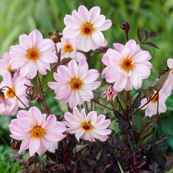Георгин Бишоп оф Лейчестер (Dahlia Bishop Of Leicester) — фото 7