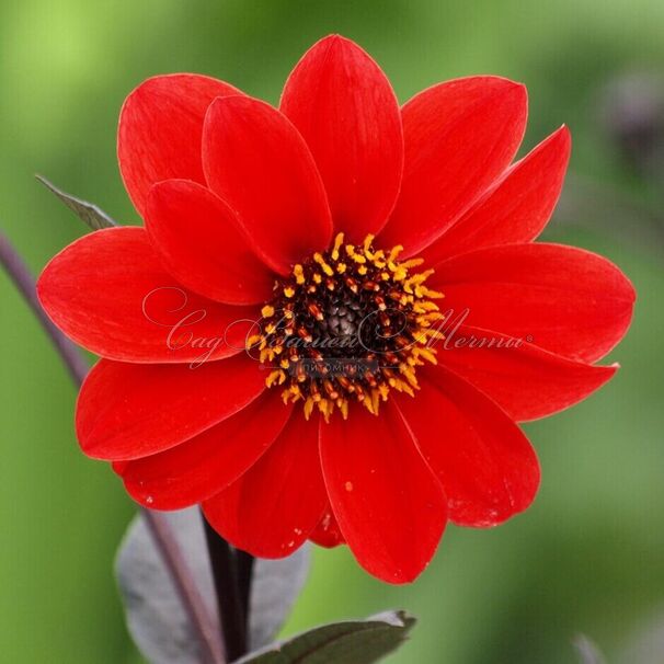 Георгин Бишоп оф Лландаф (Dahlia Bishop Of Llandaf) — фото 2