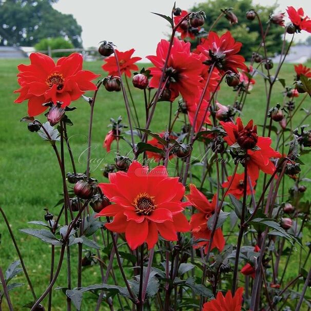 Георгин Бишоп оф Лландаф (Dahlia Bishop Of Llandaf) — фото 3