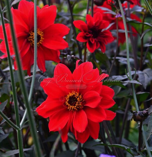Георгин Бишоп оф Лландаф (Dahlia Bishop Of Llandaf) — фото 4