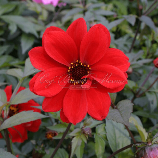 Георгин Бишоп оф Лландаф (Dahlia Bishop Of Llandaf) — фото 7