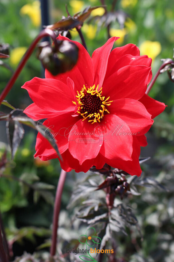 Георгин Бишоп оф Лландаф (Dahlia Bishop Of Llandaf) — фото 8