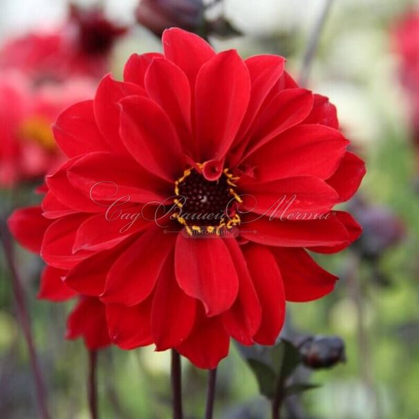 Георгин Бишоп оф Лландаф (Dahlia Bishop Of Llandaf) — фото 9