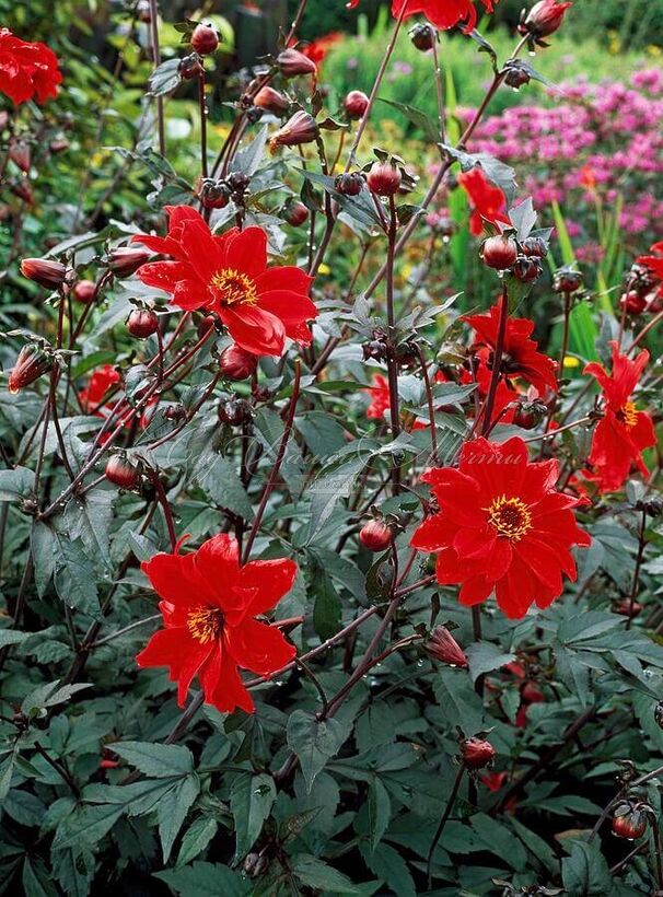 Георгин Бишоп оф Лландаф (Dahlia Bishop Of Llandaf) — фото 10