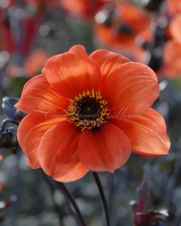 Георгин Бишоп оф Оксфорд (Dahlia Bishop Of Oxford) — фото 2