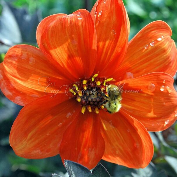 Георгин Бишоп оф Оксфорд (Dahlia Bishop Of Oxford) — фото 3