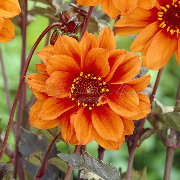 Георгин Бишоп оф Оксфорд (Dahlia Bishop Of Oxford) — фото 6