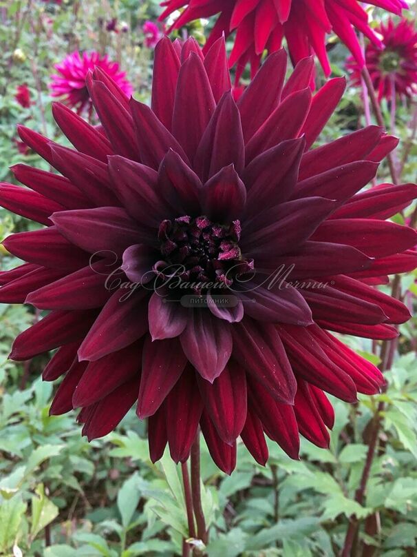 Георгин Блэк Визард (Dahlia Black Wizard) — фото 2