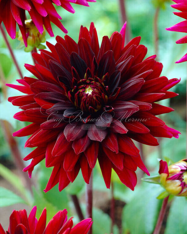 Георгин Блэк Визард (Dahlia Black Wizard) — фото 3