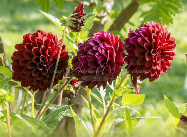 Георгин Блэк Даймонд (Dahlia Black Diamond) — фото 2
