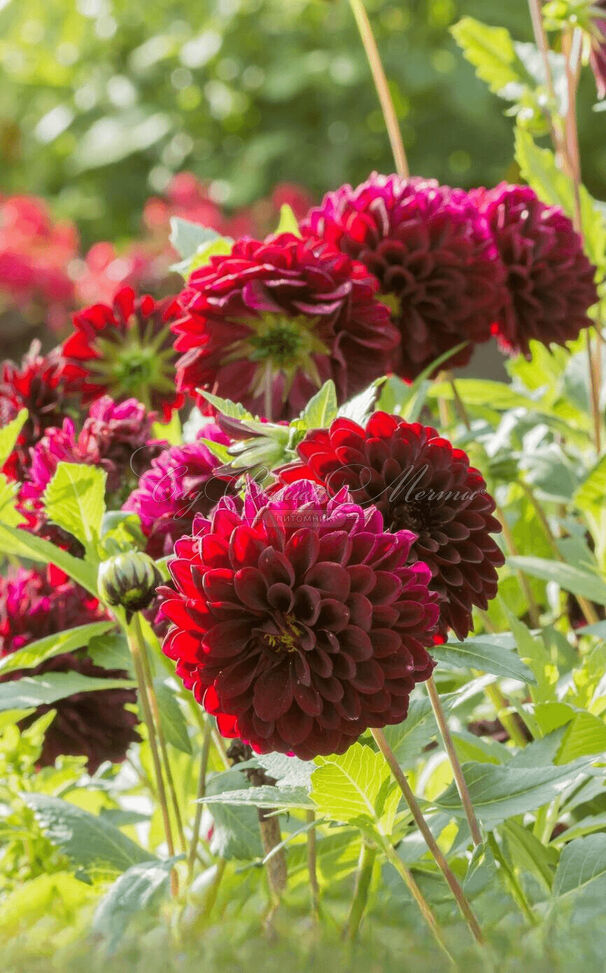 Георгин Блэк Даймонд (Dahlia Black Diamond) — фото 3