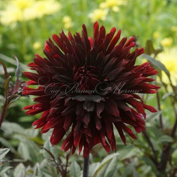 Георгин Блэк Джек (Dahlia Black Jack) — фото 3