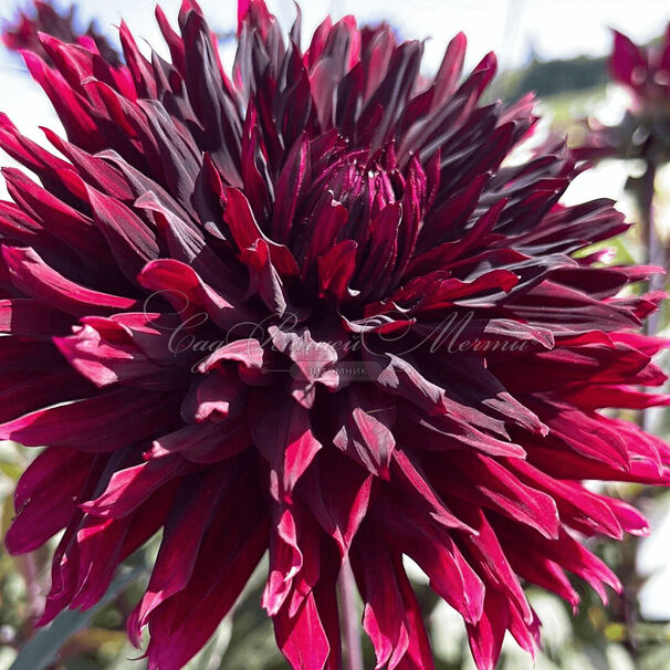 Георгин Блэк Джек (Dahlia Black Jack) — фото 4