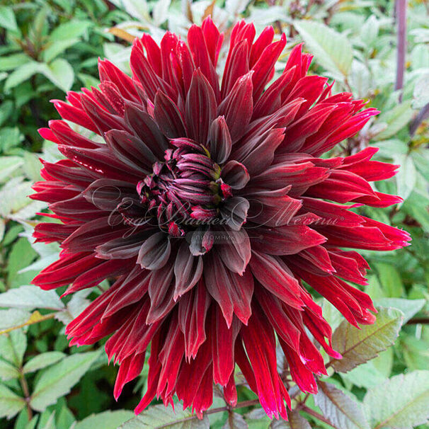 Георгин Блэк Джек (Dahlia Black Jack) — фото 5