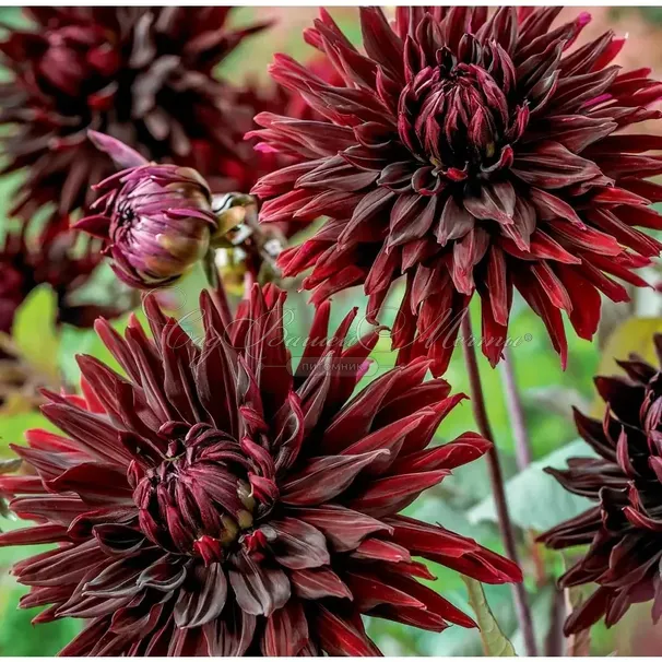 Георгин Блэк Джек (Dahlia Black Jack) — фото 6