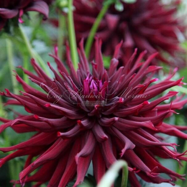 Георгин Блэк Нарцисс (Dahlia Black Narcissus) — фото 2