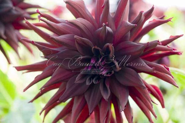 Георгин Блэк Нарцисс (Dahlia Black Narcissus) — фото 3