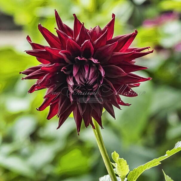 Георгин Блэк Нарцисс (Dahlia Black Narcissus) — фото 4