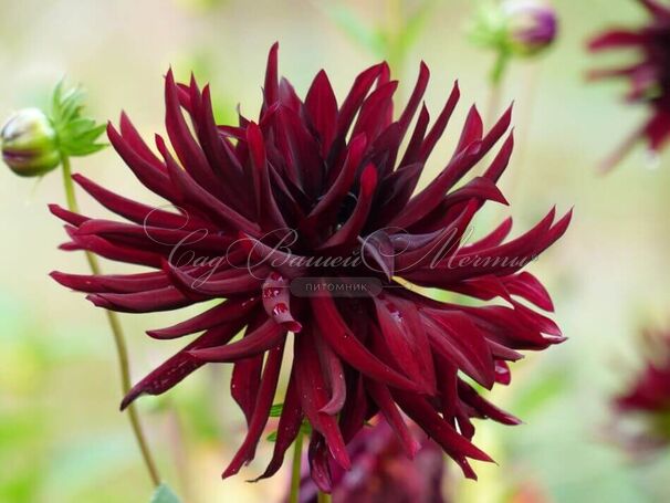 Георгин Блэк Нарцисс (Dahlia Black Narcissus) — фото 5