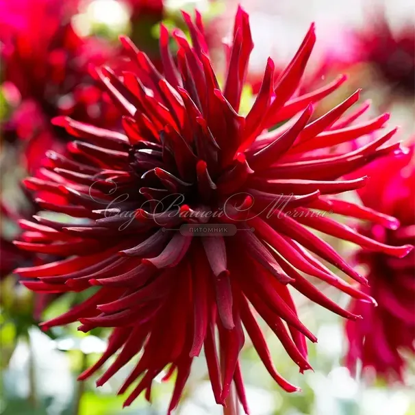Георгин Блэк Нарцисс (Dahlia Black Narcissus) — фото 6