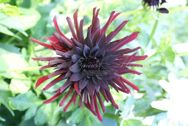 Георгин Блэк Нарцисс (Dahlia Black Narcissus) — фото 7