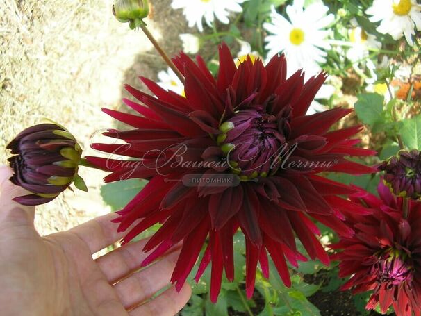 Георгин Блэк Тач (Dahlia Black Touch) — фото 2