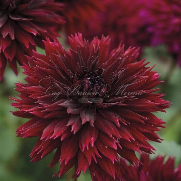Георгин Блэк Тач (Dahlia Black Touch) — фото 3