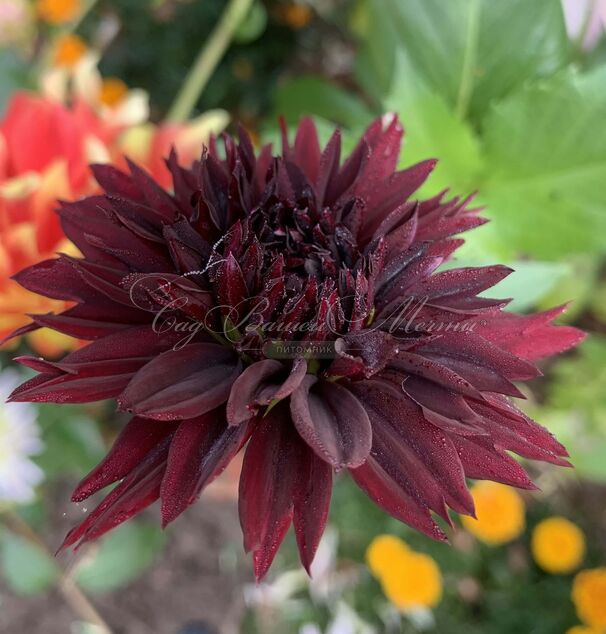 Георгин Блэк Тач (Dahlia Black Touch) — фото 4