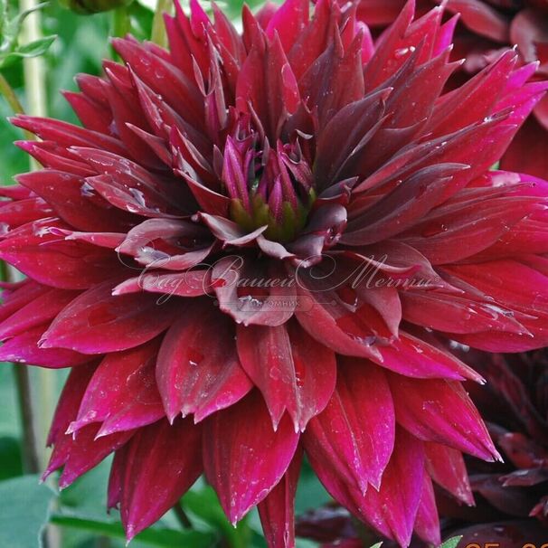 Георгин Блэк Тач (Dahlia Black Touch) — фото 5