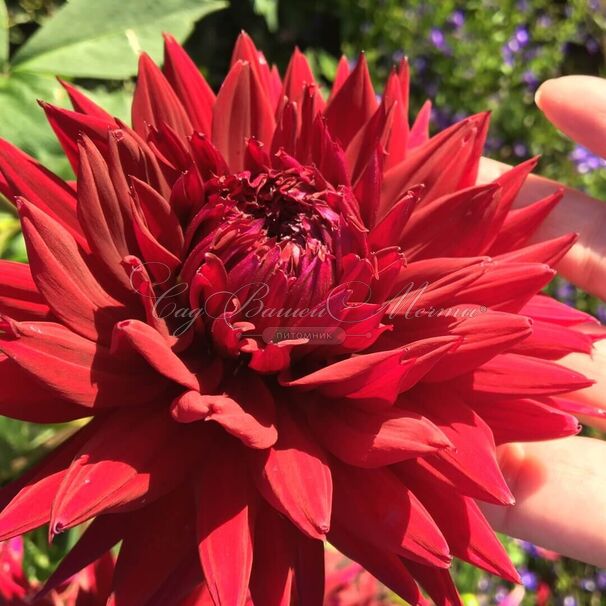 Георгин Блэк Тач (Dahlia Black Touch) — фото 6