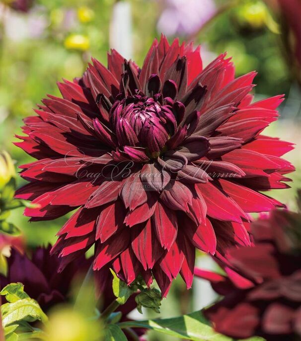 Георгин Блэк Тач (Dahlia Black Touch) — фото 7