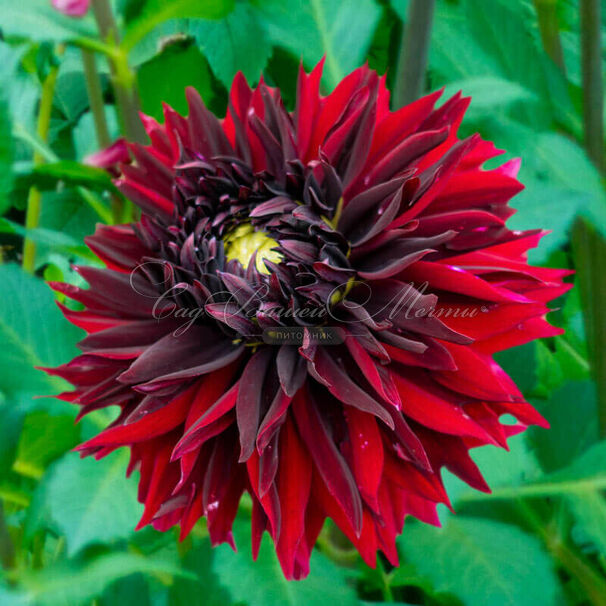 Георгин Блэк Тач (Dahlia Black Touch) — фото 8