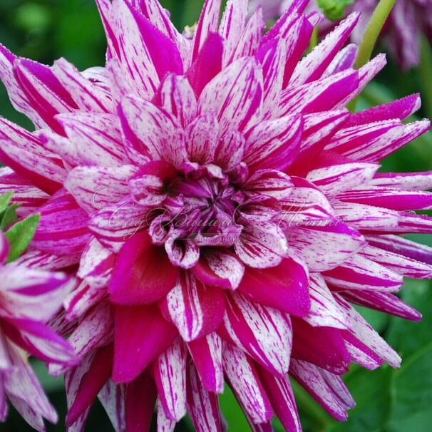 Георгин Блэкберри Рипл (Dahlia Blackberry Ripple) — фото 3