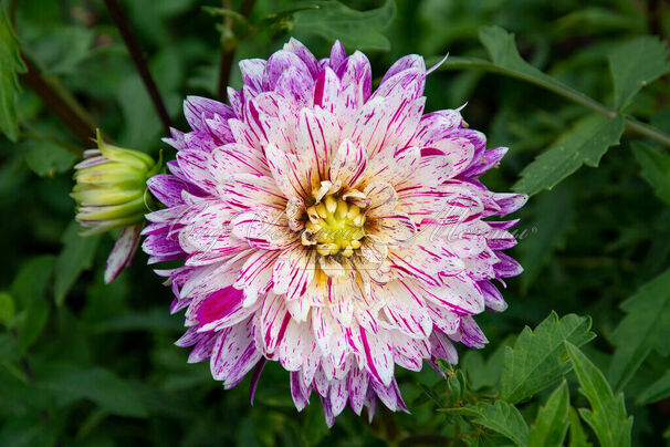 Георгин Блэкберри Рипл (Dahlia Blackberry Ripple) — фото 4