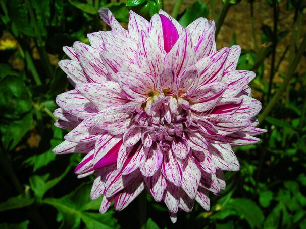 Георгин Блэкберри Рипл (Dahlia Blackberry Ripple) — фото 5