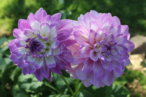 Георгин Блю Виш (Dahlia Blue Wish) — фото 2