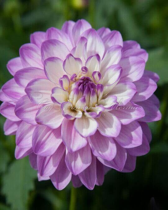 Георгин Блю Виш (Dahlia Blue Wish) — фото 3
