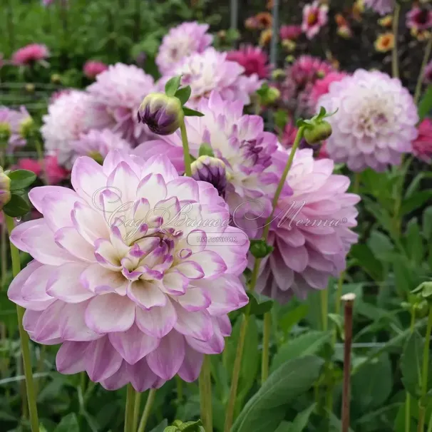 Георгин Блю Виш (Dahlia Blue Wish) — фото 4