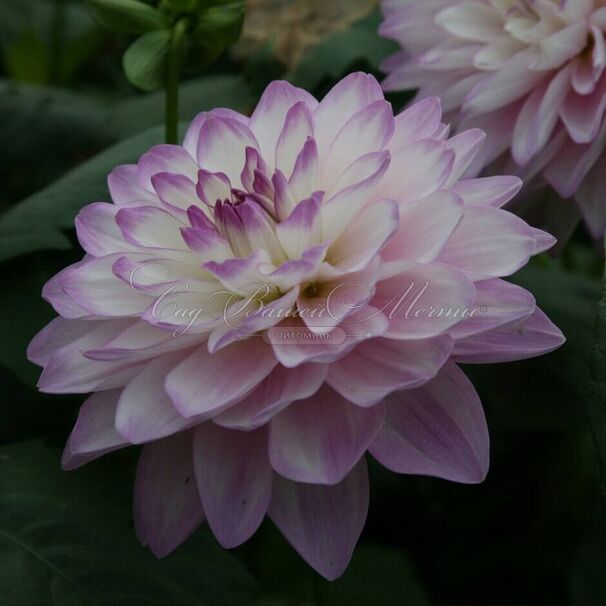 Георгин Блю Виш (Dahlia Blue Wish) — фото 5