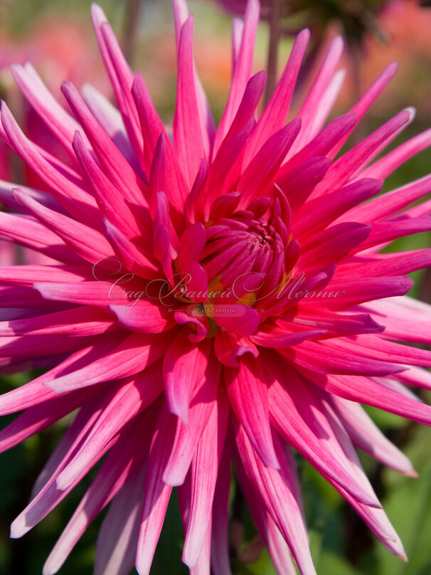 Георгин Блю Рекорд (Dahlia Blue Record) — фото 2