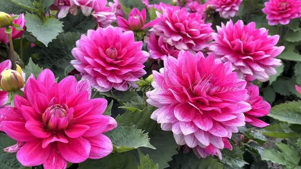 Георгин Блюсетт (Dahlia Bluesette) — фото 5