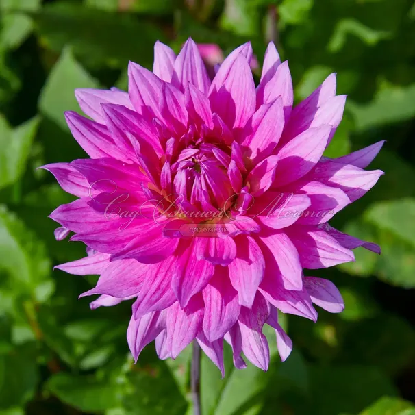 Георгин Блюсетт (Dahlia Bluesette) — фото 6