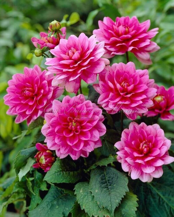 Георгин Блюсетт (Dahlia Bluesette) — фото 7