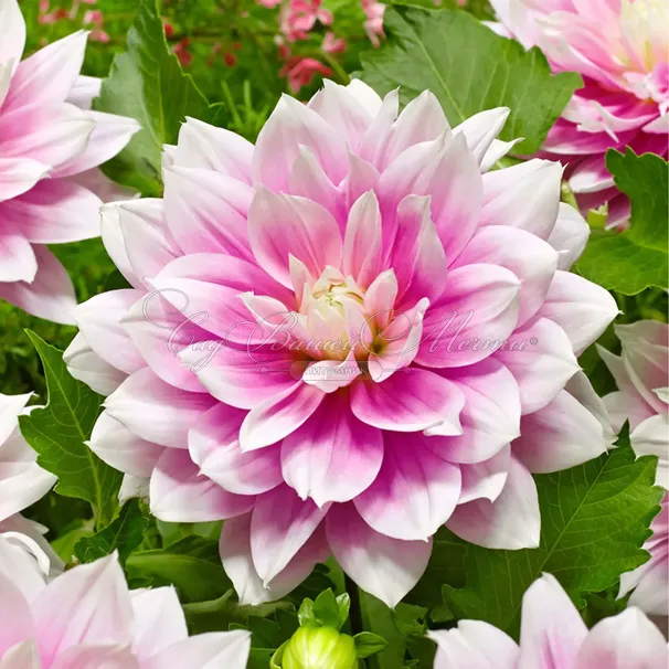 Георгин Блюсетт (Dahlia Bluesette) — фото 8