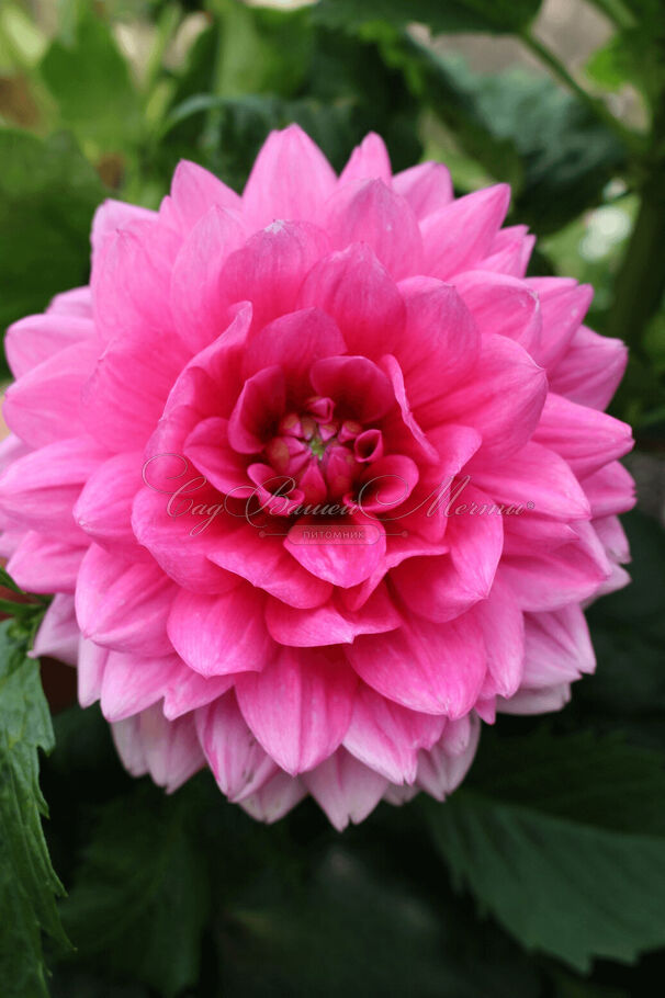 Георгин Блюсетт (Dahlia Bluesette) — фото 10